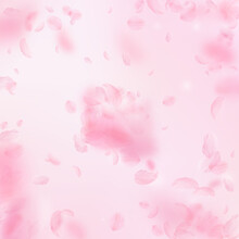 Sakura Petals Falling Down. Romantic Pink Flowers Explosion. Flying Petals On Pink Square Background. Love, Romance Concept. Ecstatic Wedding Invitation.