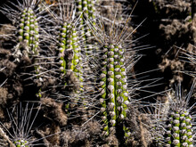 Cactus Copao Con Liquenes.
Punta De Choros, Isla Damas - Chile