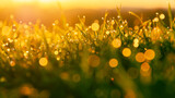 Fototapeta Przestrzenne - grass with dew drops in golden morning light