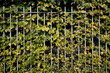 Green leaves over metal fences