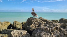 Pelican On Beach