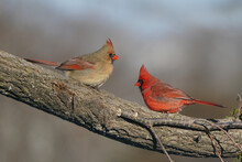 Northern Cardinals Male And Female, Taking Off And Landing And Perched On Branch