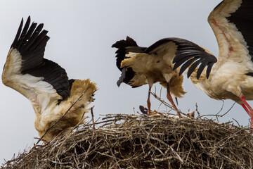 Canvas Print - Young storks during flight exercises in Romania