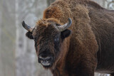 Fototapeta  - Żubr europejski (European Bison) Bison Bonasus