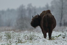 Żubr Europejski (European Bison) Bison Bonasus