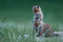 Lis Zwyczajny (red Fox) Fox