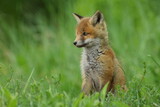 Fototapeta Zwierzęta - Lis zwyczajny (red fox) Fox
