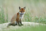 Fototapeta Zwierzęta - Lis zwyczajny (red fox) Fox