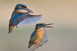 Zimorodek zwyczajny (Alcedo atthis) Kingfisher