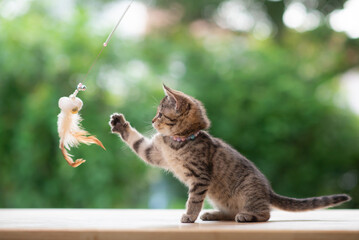 Wall Mural - Scottish Kitten Playing Toy On Wood Table