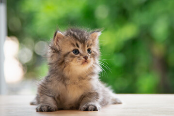 Wall Mural - Cute Persian Kitten Sitting On Table