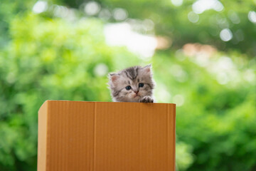 Wall Mural - Cute persian kitten playing in a box