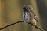 Sóweczka zwyczajna( Pygmy owl) Glaucidium passerinum