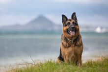 A Female German Shepherd Dog Enjoying A Day At The Beach.
