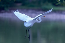 A White Heron Is Flying Out To The Side Of The Lake.