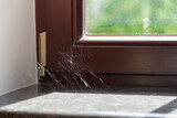 Fototapeta  - Cobweb in corner of modern window close up