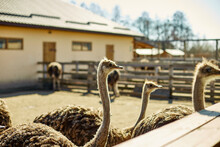 Ostriches Walk In The Paddock, Head And Neck Front Portrait Of An Ostrich Bird At An Ostrich Farm. Farmer Breeding Of Ostriches, Ecological Farming Concept.