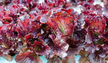 Closed Up Red Lettuce Vegetable In Hydroponic Farm Ready For Harvesting And Cooking. Concept Of Clean And Healthy Food Ingredient