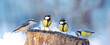 Leinwandbild Motiv Group of little birds perching on a bird feeder. Winter time