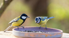 Little Birds Perching On A Bird Feeder. Great Tit And Blue Tit