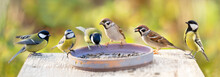 Group Of Little Birds Perching On A Bird Feeder