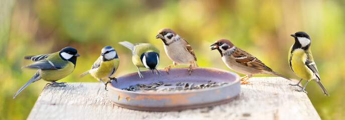 group of little birds perching on a bird feeder