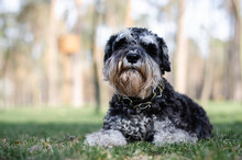Cute Black Miniature Schnauzer Dog With Silver Color In Spring Park Or Forest
