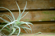 Air Plant, Tillandsia Ionantha, Houseplant Succulent Isolated On Wooden Background