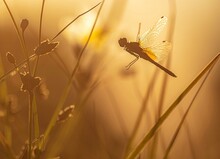 Dragonfly On The Grass