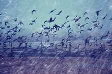 Autumn Landscape Flying Crows Flock, Stress Concept Autumn Rain, Flying Black Birds