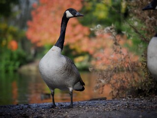 Poster - Canada Goose