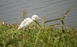 © Antony - white crane on the grass by the lake