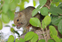 The Sciuridae On Tree. Squirrel, Rodent Mammals