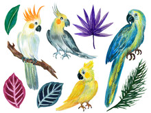 Cockatoo Bird, Cockatiel, Parrot Wild Plant And Sugar Palm Coconut Leaves Rainforest Botanical Element