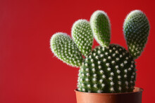 Cactus In A Red Plastic Pot On Red Background. Natural Houseplant Decoration.
