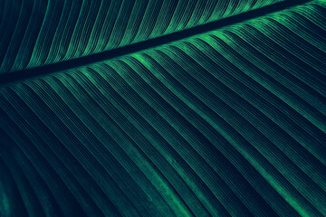  abstract green texture background, closeup of palm leaf, toned process