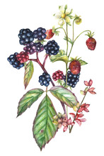 Watercolor Illustration Of A Bouquet With Wild Berries Of Blackberries, Wild Strawberries.