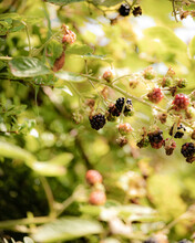 Blackberries Ripe And Unripened