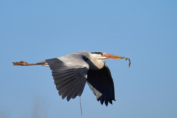 Wall Mural - Graureiher (Ardea cinerea)