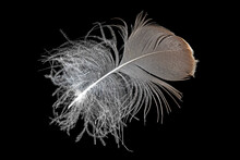 Macro Shot Of A Brown And White Canada Goose Feather