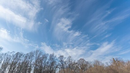 Wall Mural - beautiful sunny morning sunrise blue sky with moving soft white clouds over bare brown winter trees.