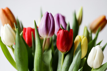 Wall Mural - Colourful bouquet of purple, red, orange, yellow and white tulips.