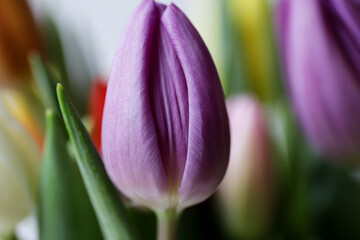 Wall Mural - Flower purple tulip looks like vagina, vulva symbol.