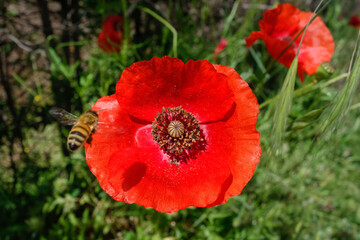 Wall Mural - Bee approaching a Tuscan Poppy