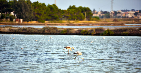 Wall Mural - Saline flamingos Oriented nature reserve 