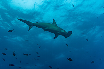 Wall Mural - hammerhead sharks in warm currents in the Galapagos Islands 