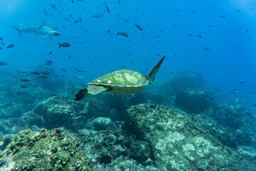 Wall Mural - big ocean turtle swims in the sea in blue water 