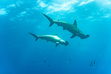 Wall Mural - hammerhead sharks in warm currents in the Galapagos Islands 