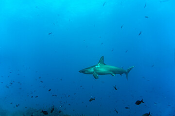 Wall Mural - hammerhead sharks in warm currents in the Galapagos Islands 