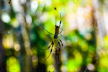A Spider's Web
